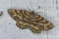 Ematurga atomaria
