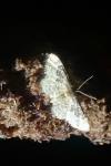 Idaea rusticata