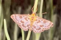 Anania hortulata