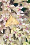Endotricha flammealis