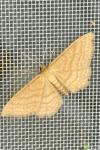 Idaea ochrata