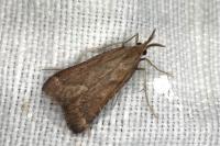 Synaphe punctalis