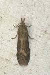 Lamoria anella