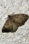 Triphosa dubitata