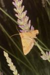 Heliothis peltigera