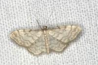 Idaea fuscovenosa