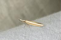 Pleurota aristella