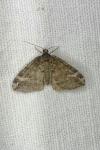 Perizoma lugdunaria