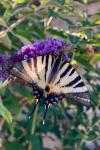 Iphiclides podalirius