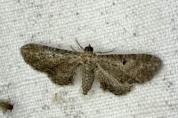 Eupithecia denotata