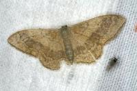 Idaea aversata