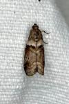 Acrobasis consociella