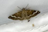 Perizoma alchemillata