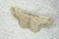 Idaea trigeminata