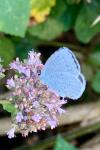 Celastrina argiolus