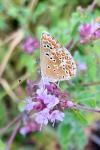 Aricia agestis