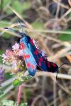 Zygaena filipendulae