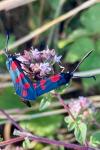 Zygaena filipendulae