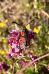 Zygaena carniolica