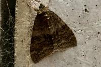 Catocala nupta