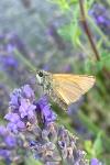 Thymelicus sylvestris