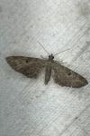 Eupithecia