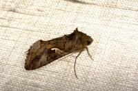 Autographa gamma