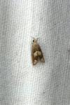 Eucosma conterminana