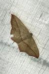 Timandra comae