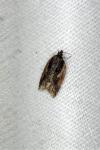 Acleris umbrana