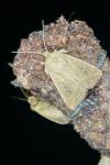Mythimna albipuncta
