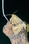 Amphipyra pyramidea