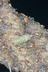 Acrobasis