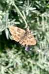 Carcharodus alceae