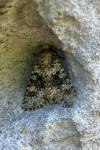 Hecatera bicolorata