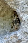 Hecatera bicolorata