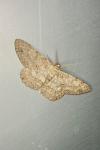 Hypomecis punctinalis