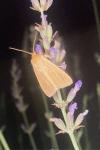 Mythimna pallens