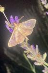 Cydalima perspectalis
