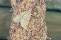 Mesoligia furuncula