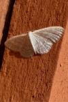 Idaea subsericeata