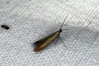 Coleophora deauratella