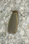 Collita griseola