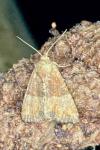 Mesoligia furuncula