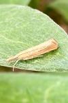 Agriphila straminella