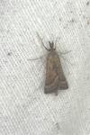 Synaphe punctalis