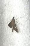 Dolicharthria punctalis