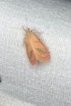 Miltochrista miniata