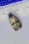 Cochylis molliculana