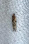 Eucosma